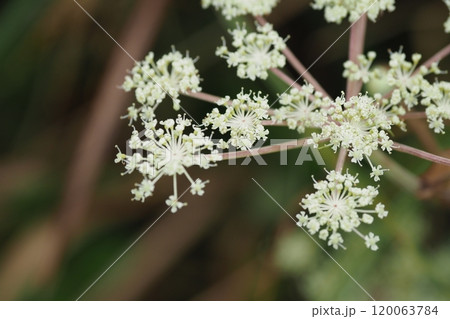 シシウドの花 シシウドの花 120063784