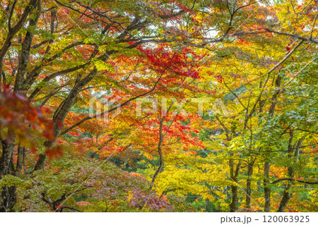 晩秋の土津神社（はにつじんじゃ）　参道の紅葉　福島県猪苗代町 120063925