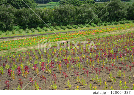 那須フラワーワールド 2024-8-4 #52 那須フラワーワールド 2024-8-4 #52 120064387