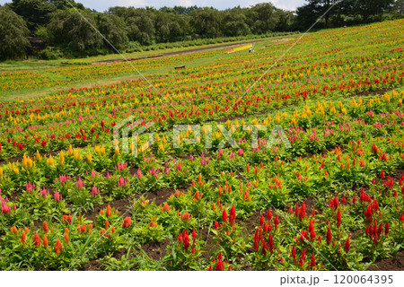 那須フラワーワールド　2024-8-4　＃60 120064395