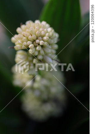 ドラセナ・デレメンシスの花 ドラセナ・デレメンシスの花 120064396