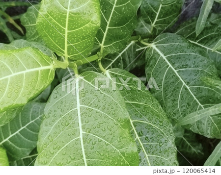 Fresh Green Leaves With Water Droplets After Rainfall Fresh Green Leaves With Water Droplets After Rainfall 120065414