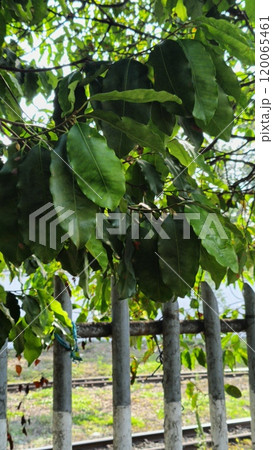 Dense Green Leaves Overhanging Iron Fence Near Railroad Tracks 120065461