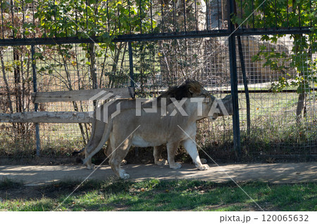 Lions Zoo Enclosure Walking - Two lions walking in a zoo enclosure. 120065632