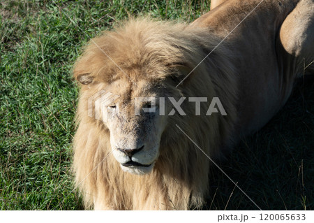 Lion, Grass, Closeup - White Lion Close Up Photo in Grassy Field. 120065633
