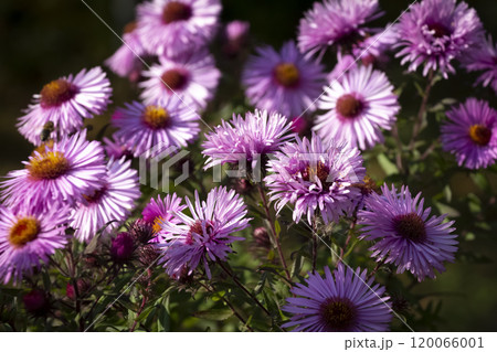 Flowers of the chrysanthemum family Flowers of the chrysanthemum family 120066001