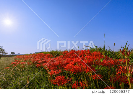 彼岸花咲く朝風景　愛知県半田市 120066377