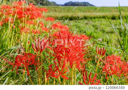 彼岸花咲く朝風景 愛知県半田市 彼岸花咲く朝風景 愛知県半田市 120066380