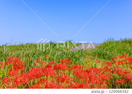 彼岸花咲く朝風景　愛知県半田市 120066382