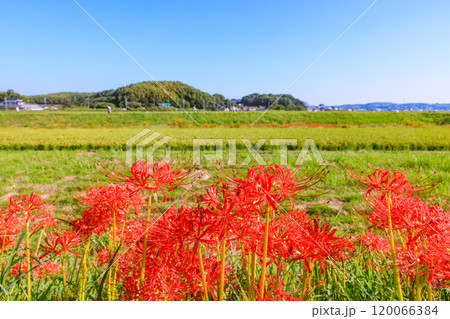 彼岸花咲く朝風景 愛知県半田市 彼岸花咲く朝風景 愛知県半田市 120066384