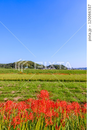 彼岸花咲く朝風景　愛知県半田市 120066387