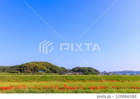 彼岸花咲く朝風景 愛知県半田市 彼岸花咲く朝風景 愛知県半田市 120066388