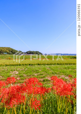 彼岸花咲く朝風景 愛知県半田市 彼岸花咲く朝風景 愛知県半田市 120066391