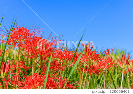 彼岸花咲く朝風景　愛知県半田市 120066401