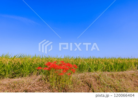 彼岸花咲く朝風景　愛知県半田市 120066404