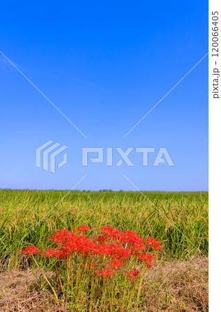 彼岸花咲く朝風景 愛知県半田市 彼岸花咲く朝風景 愛知県半田市 120066405