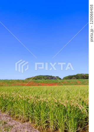 彼岸花咲く朝風景 愛知県半田市 彼岸花咲く朝風景 愛知県半田市 120066408