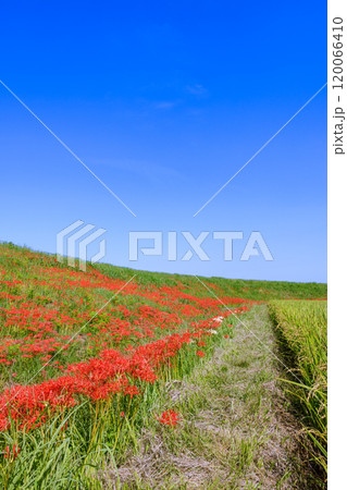 彼岸花咲く朝風景　愛知県半田市 120066410