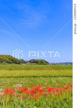 彼岸花咲く朝風景 愛知県半田市 彼岸花咲く朝風景 愛知県半田市 120066414