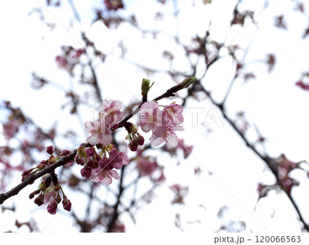 春の日差しに映える河津桜 春の日差しに映える河津桜 120066563