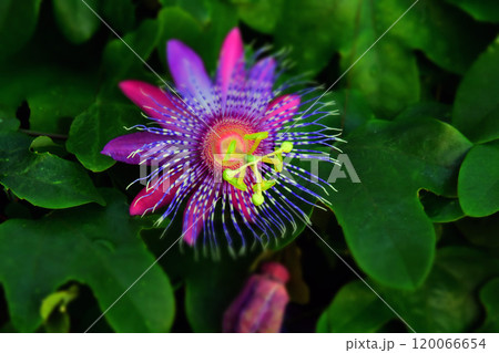 トケイソウの花 120066654