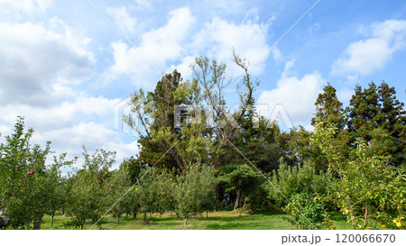 リンゴ園の中の 夫婦ポプラ 青森県 リンゴ園の中の 夫婦ポプラ 青森県 120066670