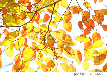 紅葉した葉 紅葉した葉 120066680