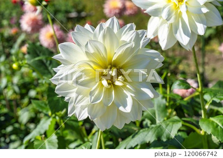 鮮やかに咲いたダリア(ダリヤ) 川西ダリヤ園 山形県川西町 鮮やかに咲いたダリア(ダリヤ) 川西ダリヤ園 山形県川西町 120066742