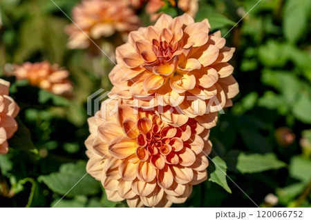 鮮やかに咲いたダリア（ダリヤ）　川西ダリヤ園　山形県川西町 120066752