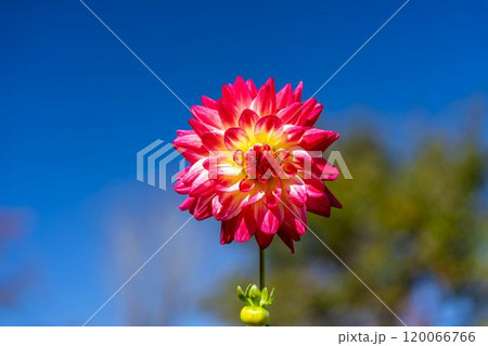 鮮やかに咲いたダリア（ダリヤ）　川西ダリヤ園　山形県川西町 120066766
