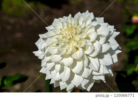 鮮やかに咲いたダリア（ダリヤ）　川西ダリヤ園　山形県川西町 120066771