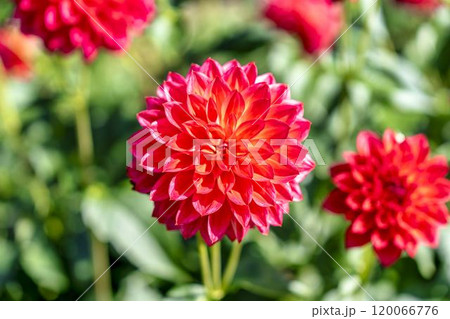 鮮やかに咲いたダリア(ダリヤ) 川西ダリヤ園 山形県川西町 鮮やかに咲いたダリア(ダリヤ) 川西ダリヤ園 山形県川西町 120066776