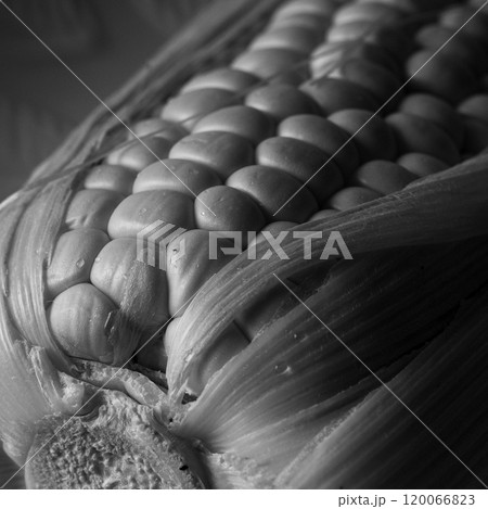 モノクロのとうもろこし 120066823