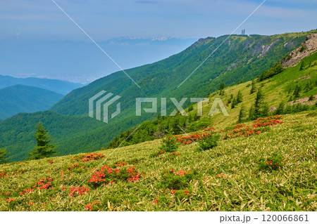 長野の美ヶ原の烏帽子岩付近から北西側の王ヶ鼻、北アルプス方面を見る 長野の美ヶ原の烏帽子岩付近から北西側の王ヶ鼻、北アルプス方面を見る 120066861