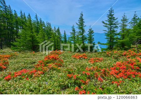 長野県松本市 美ヶ原の王ヶ鼻のレンゲツツジと南側の山々 120066863