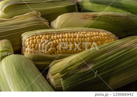 収穫したトウモロコシ 120066942