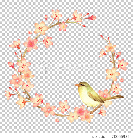 櫻花與鶯花環手繪彩色鉛筆畫 櫻花與鶯花環手繪彩色鉛筆畫 120066986