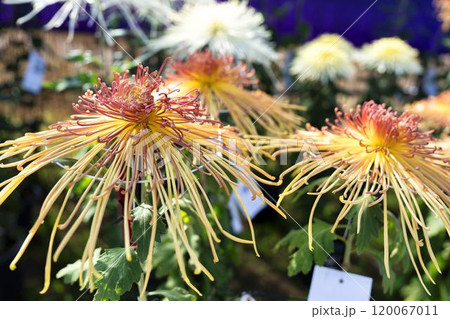 秋の風景　鮮やかに咲いた菊の花　山形県南陽市 120067011