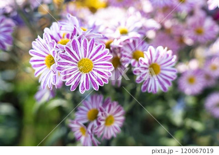 秋の風景　鮮やかに咲いた菊の花　山形県南陽市 120067019