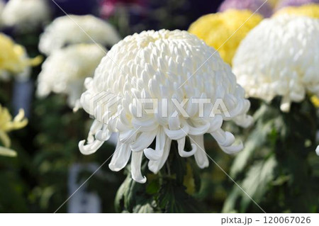 秋の風景　鮮やかに咲いた菊の花　山形県南陽市 120067026