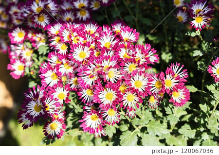 秋の風景　鮮やかに咲いた菊の花　山形県南陽市 120067036
