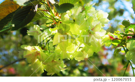 満開のウコン桜の風景 120067055