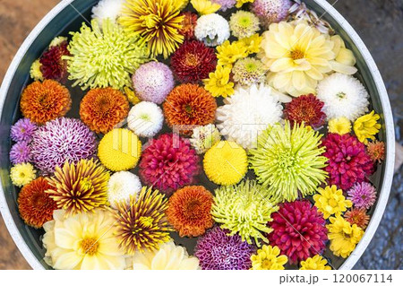 鮮やかな花手水(菊手水) 山形県南陽市 鮮やかな花手水(菊手水) 山形県南陽市 120067114