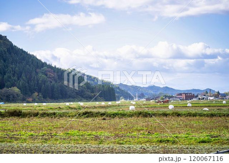 田んぼにあるロールベールサイレージ　山形県高畠町 120067116
