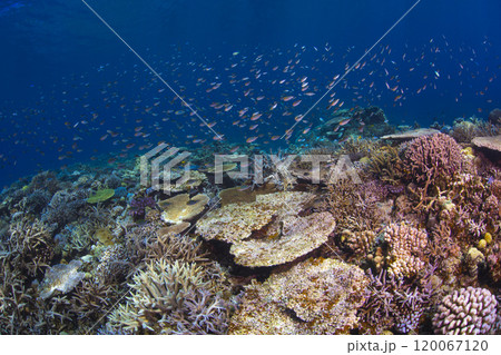 珊瑚礁を泳ぐ魚 珊瑚礁を泳ぐ魚 120067120
