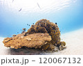 渡嘉敷島　沖縄　海　サンゴ礁　ダイビング 120067132