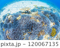 珊瑚礁を泳ぐ小魚 120067135
