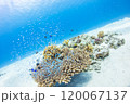 慶良間　サンゴと青い海と魚たち 120067137
