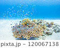 慶良間　サンゴと青い海 120067138