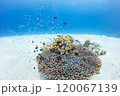青い海とサンゴとダイバー 120067139